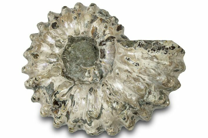 Bumpy Ammonite (Douvilleiceras) Fossil - Madagascar #308952